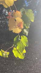 Vitis californica
