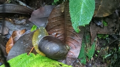 Plekocheilus jimenezi