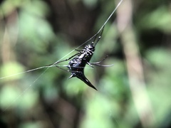 Micrathena pilaton
