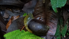 Plekocheilus jimenezi