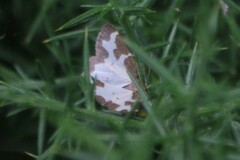 Lomaspilis marginata