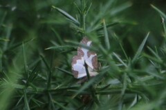 Lomaspilis marginata
