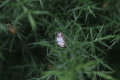 Lomaspilis marginata