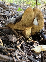 Suillus fuscotomentosus