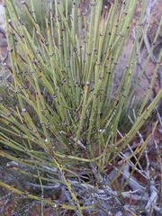 Ephedra viridis