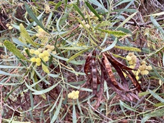 Acacia retinodes