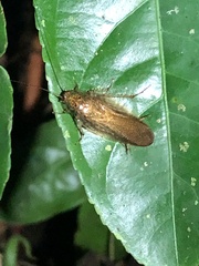 Blaberoidea