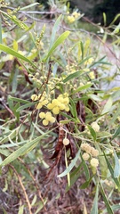 Acacia retinodes