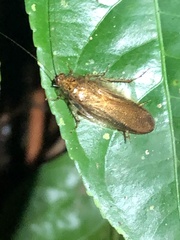 Blaberoidea