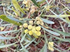 Acacia retinodes