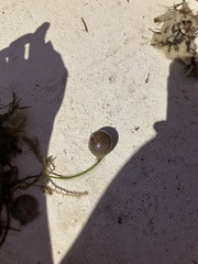 Neverita duplicata