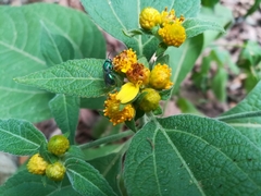 Greenmaniella resinosa