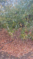 Salix laevigata