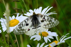 Parnassius clodius