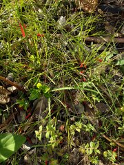 Eragrostis amabilis