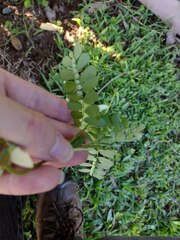 Phyllanthus leucanthus