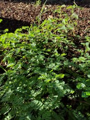 Phyllanthus leucanthus