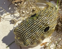 Chilomycterus schoepfii