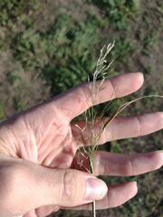 Eragrostis tenuifolia