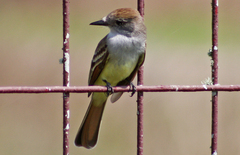 Myiarchus cinerascens