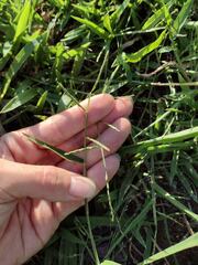 Urochloa distachya