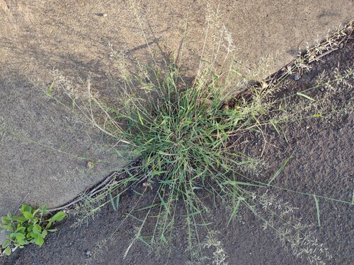 Eragrostis barrelieri
