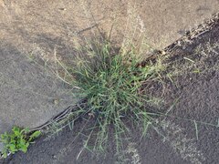 Eragrostis barrelieri