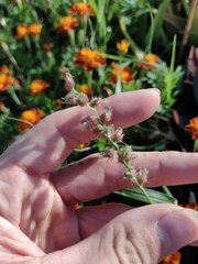 Cenchrus echinatus