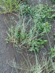 Eragrostis tenuifolia