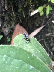 Hoplomutilla