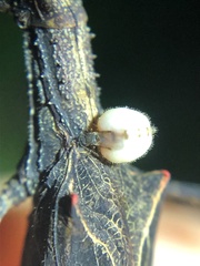 Forcipomyia ixodoides