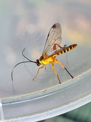 Echthromorpha agrestoria