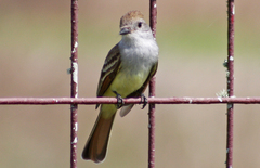 Myiarchus cinerascens