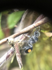 Hoplomutilla