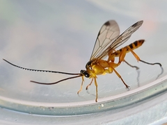 Echthromorpha agrestoria