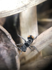 Hoplomutilla