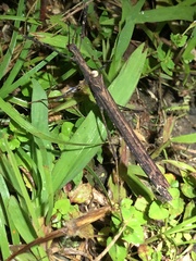 Forcipomyia ixodoides