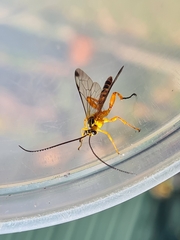 Echthromorpha agrestoria