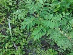 Indigofera suffruticosa