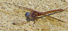Macrothemis inacuta