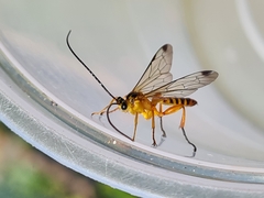 Echthromorpha agrestoria