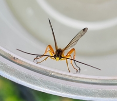 Echthromorpha agrestoria