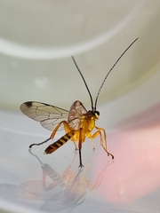 Echthromorpha agrestoria