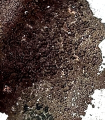 Lichinaceae