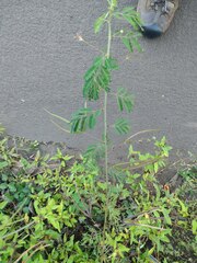 Desmanthus pernambucanus