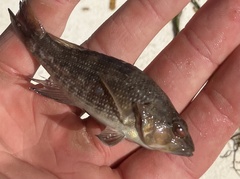 Centropristis striata