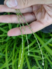 Digitaria bicornis