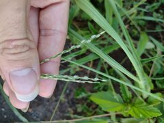 Digitaria bicornis