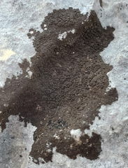 Lichinaceae