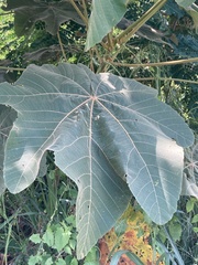 Ochroma